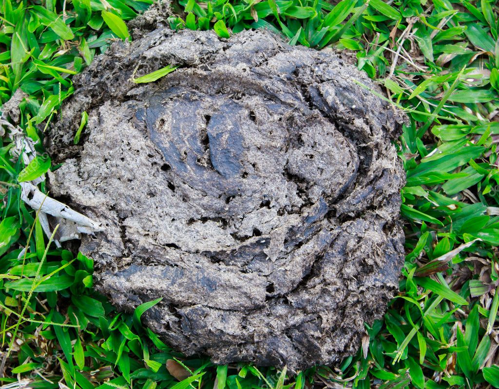 Dried Cow Dung Stock Photo C Prapholl 90747314