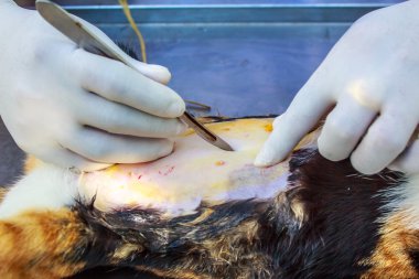 Neutering köpek ve kedi  