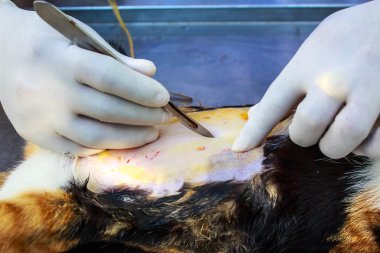 Neutering köpek ve kedi  