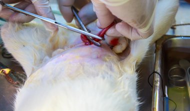 Neutering köpek ve kedi  