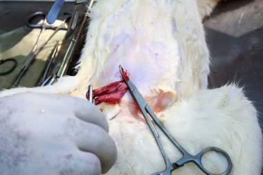 Neutering köpek ve kedi  