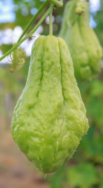 Chayote (chouchou) grubundaki bir tesisi