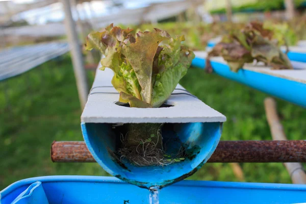 Suda büyüyen bitkiler mineral besin solu kullanarak yöntemi — Stok fotoğraf