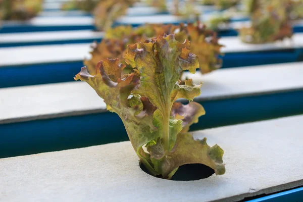 Método hidropónico de cultivo de plantas utilizando nutrientes minerales solu —  Fotos de Stock