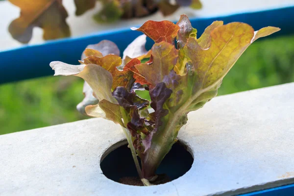 ミネラル栄養ラブを使用して植物を育てる水耕栽培法 — ストック写真