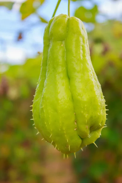 Chayote (chouchou) σε εγκαταστάσεις στο αγρόκτημα — Φωτογραφία Αρχείου