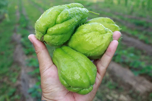 Chayote being held by a hand and isolated — Stock Photo, Image