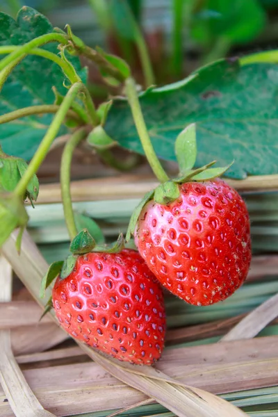 Teelt van aardbeien close-up weergave Rechtenvrije Stockfoto's