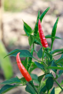 ağaç doğa kırmızı biber biber.