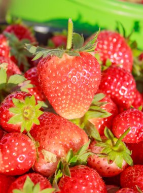 Taze toplanmış çileklerin geçmişi