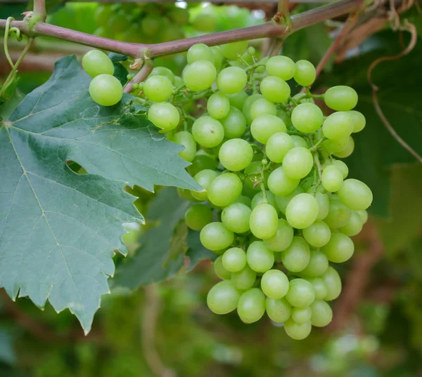 Trauben mit grünen Blättern am Weinstock — Stockfoto