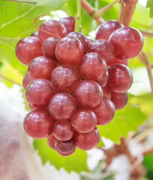 Rote Traube auf dem Baum — Stockfoto