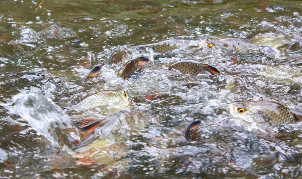 Peixe farpa de prata azáfama comer alimentos na fazenda — Fotografia de Stock