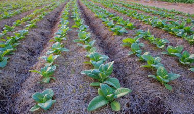 Tütün Ekimi Tayland