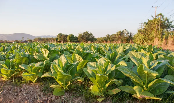 Plantación de tabaco en Tailandia —  Fotos de Stock