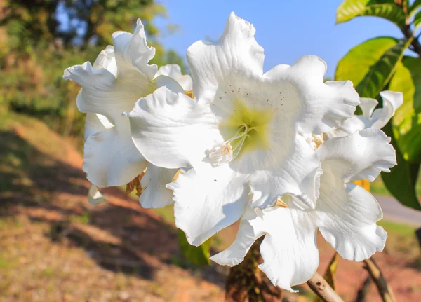 Beyaz çiçek Paskalya Lily asma. — Stok fotoğraf