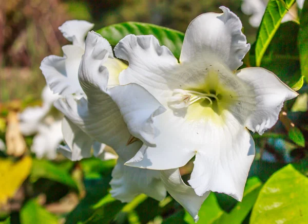 Bílý květ révy Easter Lily. — Stock fotografie