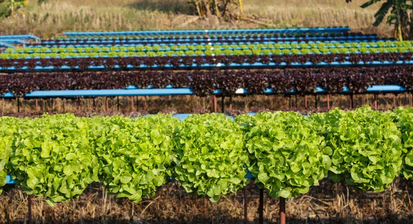 Ekologická hydroponická farma pěstování zeleniny — Stock fotografie