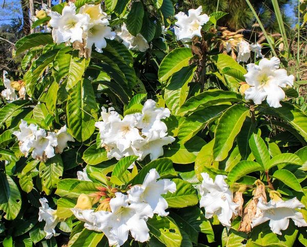 Flor blanca Pascua Lily Vine . —  Fotos de Stock
