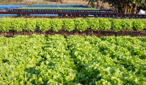 Ekologická hydroponická farma pěstování zeleniny — Stock fotografie