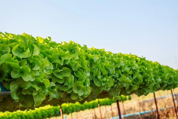 Ekologisk odling av hydroodlade grönsaker — Stockfoto