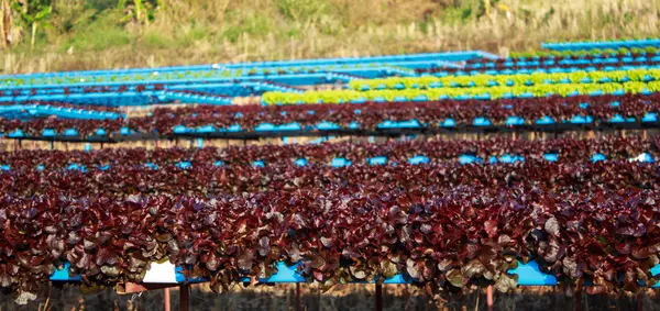 Organik hidroponik sebze yetiştirme çiftliği — Stok fotoğraf