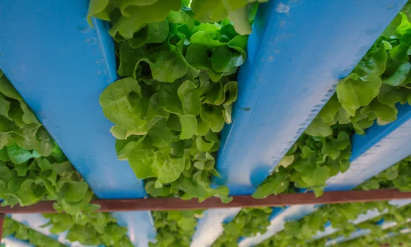 Granja ecológica de cultivo de hortalizas hidropónicas —  Fotos de Stock