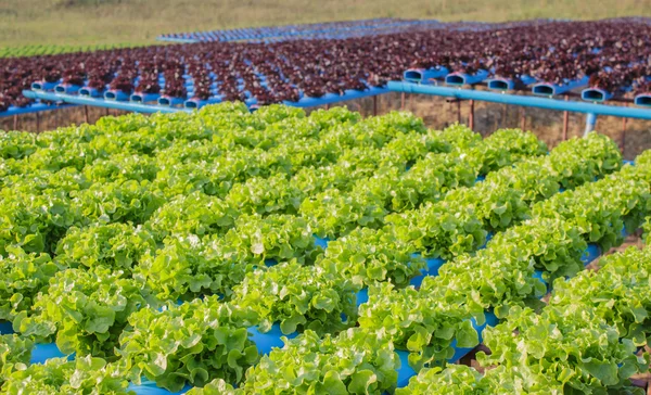 Biologischer Gemüseanbau mit Hydrokultur — Stockfoto