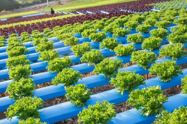 Organik hidroponik sebze yetiştirme çiftliği — Stok fotoğraf