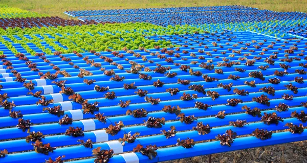 Ekologisk odling av hydroodlade grönsaker — Stockfoto