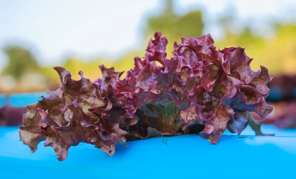 Granja ecológica de cultivo de hortalizas hidropónicas —  Fotos de Stock