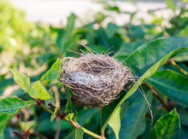 Ağaçtaki kuş yuvası