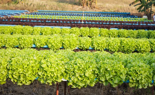 Органическая гидропонная овощеводческая ферма — стоковое фото