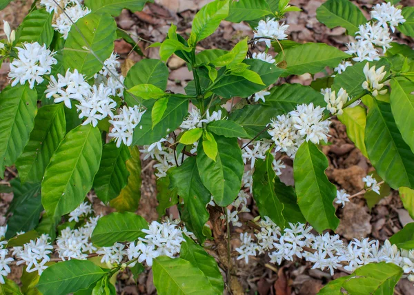 Flor de árbol de café con flor de color blanco —  Fotos de Stock