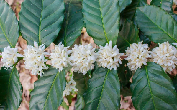 Flor de árbol de café con flor de color blanco —  Fotos de Stock