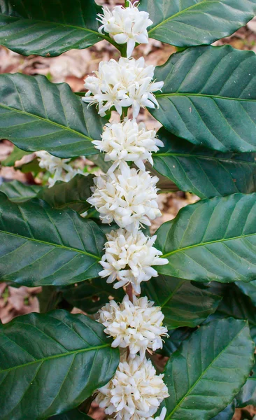 Καφέ δέντρο λουλούδια με λευκό χρώμα λουλουδιών — Φωτογραφία Αρχείου