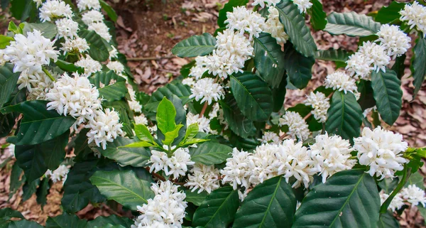 Coffee tree blossom with white color flower — Stock Photo, Image