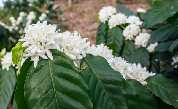 Flor de árvore de café com flor de cor branca — Fotografia de Stock