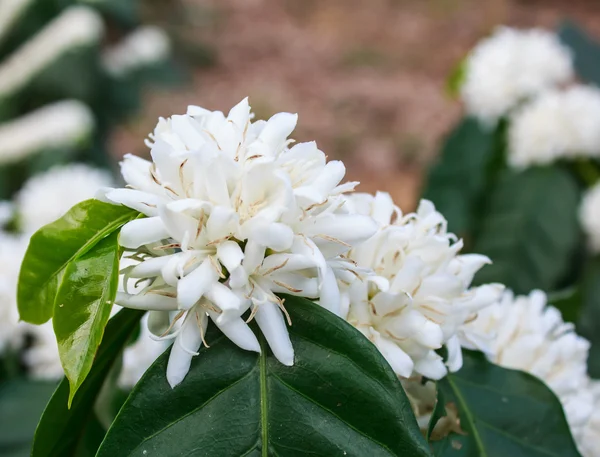 Flor de árbol de café con flor de color blanco —  Fotos de Stock