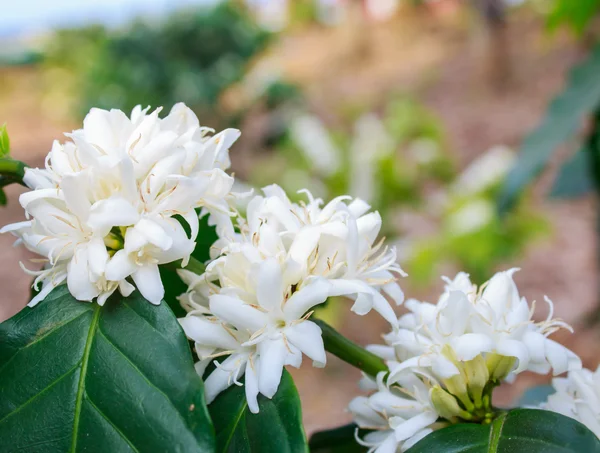 Flor de árvore de café com flor de cor branca — Fotografia de Stock