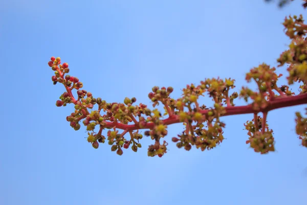 Fiore di mango su albero in giardino — Foto Stock