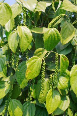 taze yeşil peper peper ağaç üzerinde