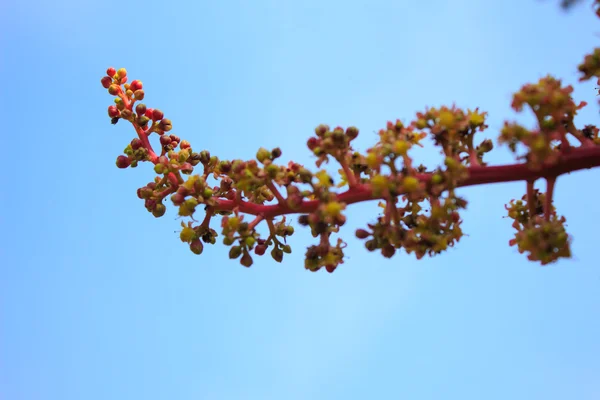 Fiore di mango su albero in giardino — Foto Stock