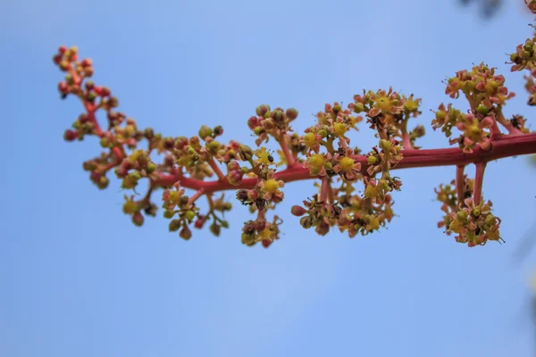 Fiore di mango su albero in giardino — Foto Stock
