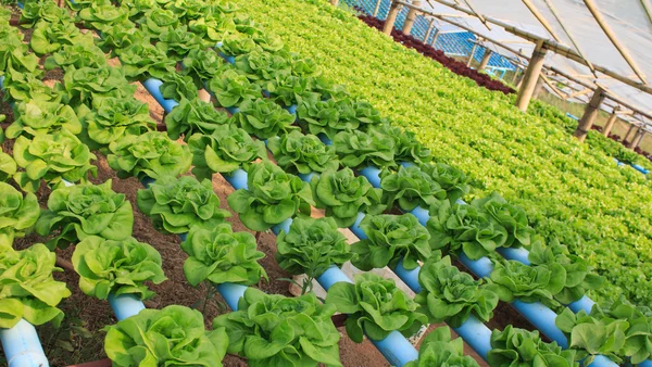 Hydroponics Gemüsefarm in Nordthailand — Stockfoto