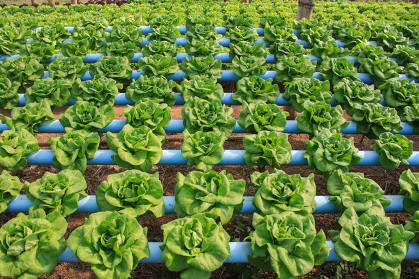 Närbild på "Smör huvud" ekologiska hydroponiska Grönsaker cultivati — Stockfoto