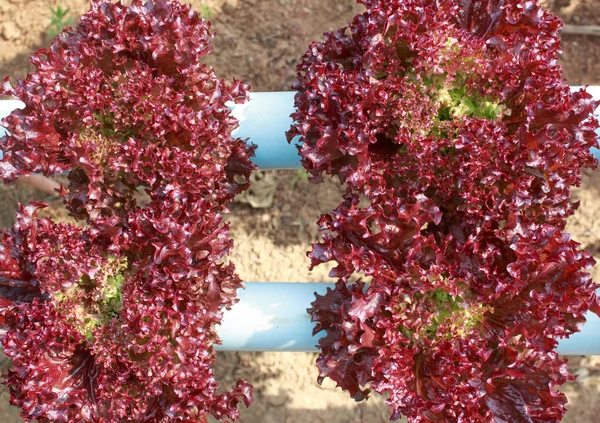 Közelről hidroponikus Farm friss vörös korall saláta zöldség — Stock Fotó