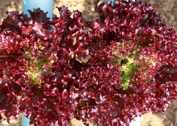 Közelről hidroponikus Farm friss vörös korall saláta zöldség — Stock Fotó