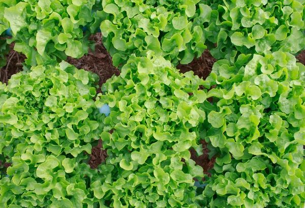 Hydroponics grönsaker gård i norra Thailand — Stockfoto