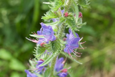 Bir çiçeğe yakın çekim